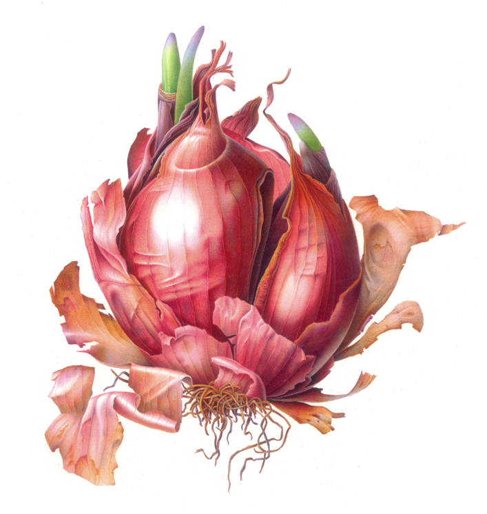 Susannah Blaxill - Red onion on vellum
